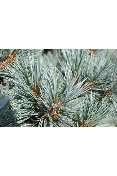 Сосна гнучка Цесаріні Блю